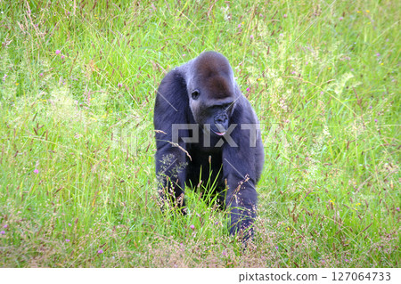 A large black gorilla is walking through a field of tall grass. 127064733