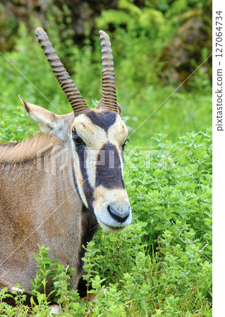 A cape oryx with horns is laying down in a grassy field. A cape oryx with horns is laying down in a grassy field. 127064734