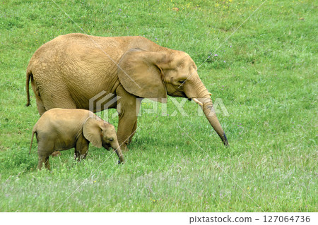 A mother elephant and her baby are standing in a grassy field. A mother elephant and her baby are standing in a grassy field. 127064736