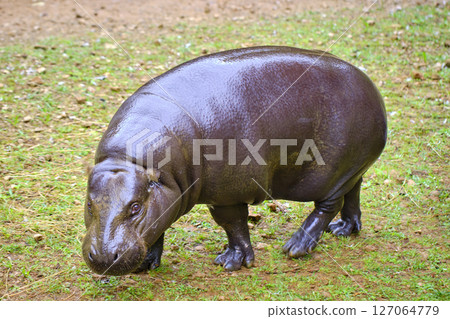 A pygmy hippo grazing in the grass. 127064779