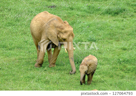 A mother elephant and her baby are standing in a grassy field. A mother elephant and her baby are standing in a grassy field. 127064793