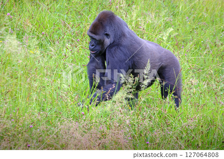 A large black gorilla is walking through a field of tall grass. 127064808