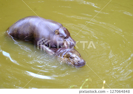 couple of pygmy hippos copulating in the water. 127064848