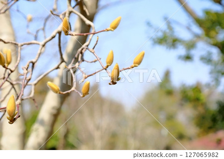 Buds of Haku Mukuren 127065982