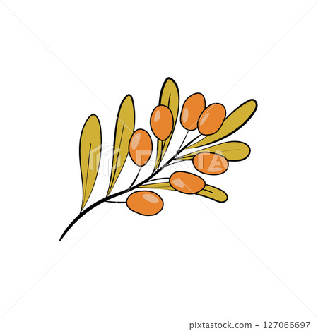 sea buckthorn, vector, fruit 127066697