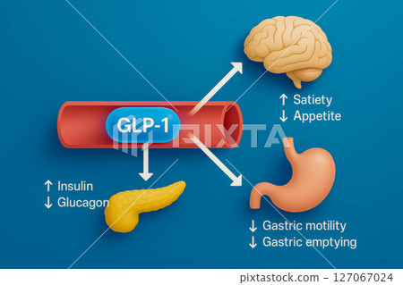 GLP-1 hormone illustration showing effects on appetite, satiety, and gastric functions GLP-1 hormone illustration showing effects on appetite, satiety, and gastric functions 127067024