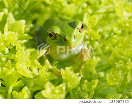 Annabelle and the frog after the rain (top right 20250604060646) Annabelle and the frog after the rain (top right 20250604060646) 127067383