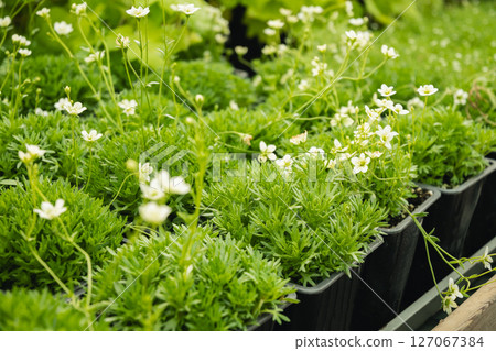 Saxifraga highlander white in pots for sale in nursery. Floriculture. Nursery-garden. Close up. Saxifraga highlander white in pots for sale in nursery. Floriculture. Nursery-garden. Close up. 127067384