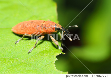 鰹魚象甲蟲 127067772