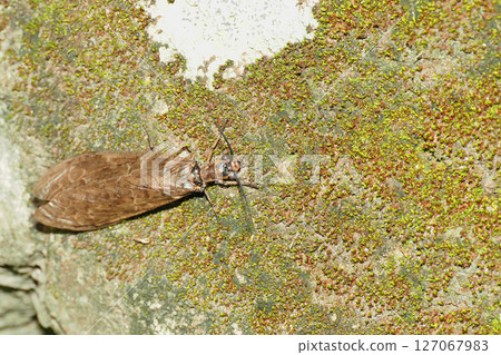 A type of snake ribbon 127067983