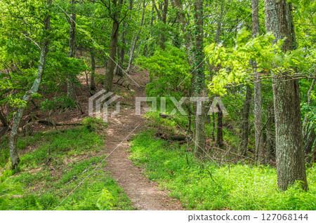 A path through the forest: Shizugatake Hiking Trail, Nagahama City, Shiga Prefecture A path through the forest: Shizugatake Hiking Trail, Nagahama City, Shiga Prefecture 127068144