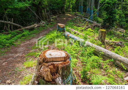 穿過森林的小徑：滋賀縣長濱市 Shizugatake 登山步道 127068161