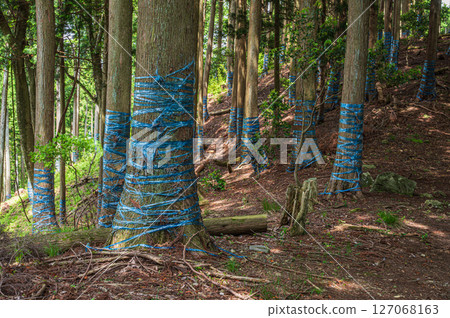 穿過森林的小徑：滋賀縣長濱市 Shizugatake 登山步道 127068163