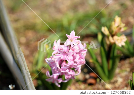 Hyacinth Flower Hyacinth Flower 127068592