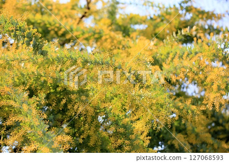 Acacia flowers starting to bloom 127068593