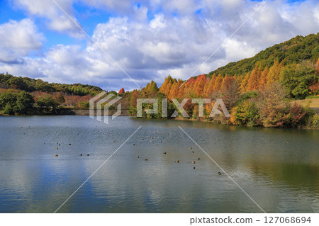東廣島市鏡山公園的秋葉水杉和池塘裡的鴨子 127068694