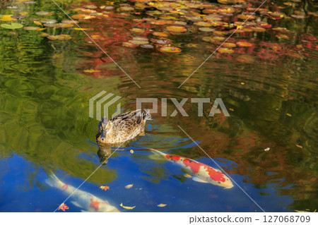 在三原市三溪園的池塘里，鴨子和鯉魚在倒映著秋葉的池塘裡遊來游去 127068709