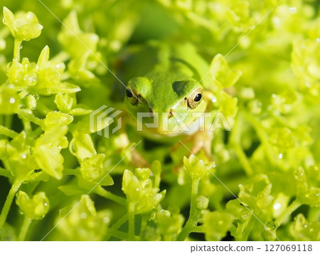 Annabelle and the Frog (front top 20250604060517) Annabelle and the Frog (front top 20250604060517) 127069118