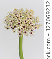 Allium flower [allium] 127069232