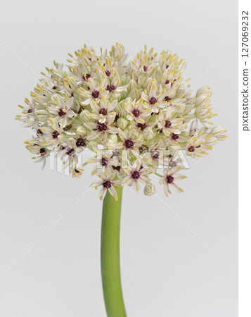 Allium flower [allium] 127069232