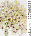Allium flower [allium] 127069233