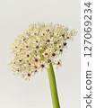 Allium flower [allium] 127069234