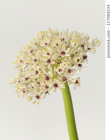 Allium flower [allium] 127069234