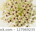Allium flower [allium] 127069235