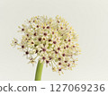 Allium flower [allium] 127069236