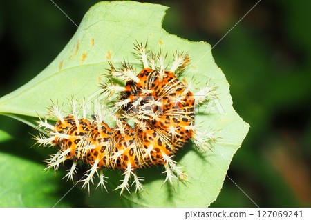 Luritatheha幼蟲 127069241