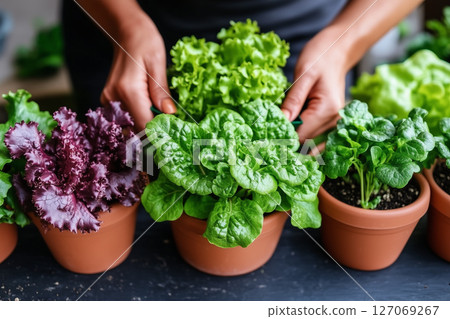 Hands Planting Seedling in Regenerative Agriculture Field with Fresh Green Vegetables 127069267