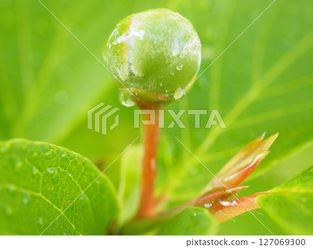 Summer camellia buds after the rain (20250604060958) Summer camellia buds after the rain (20250604060958) 127069300