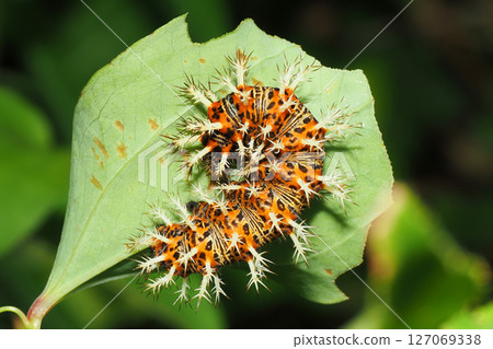 Luritatheha larva 127069338