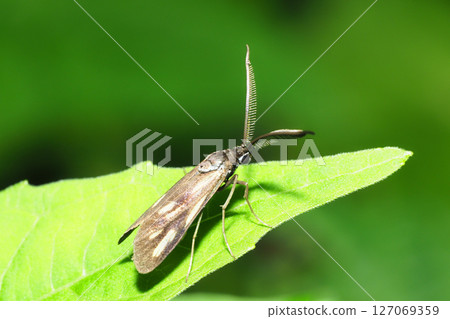 Kisjihosomadara (male) 127069359