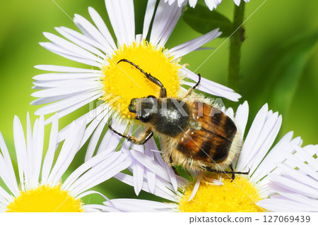 一隻鍬形蟲停在一朵可食用的雛菊花上 127069439