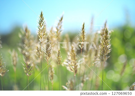 Grass plant illuminated by early summer sunlight 127069650