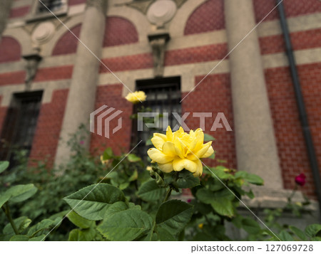 黃玫瑰與紅磚建築 127069728