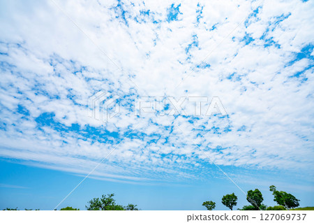 Blue sky, clouds and grove 127069737