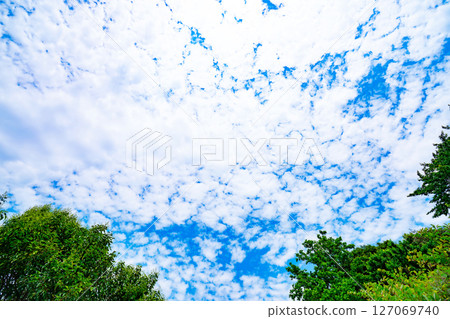 藍天，白雲和樹林 127069740
