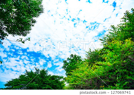 藍天,白雲和樹林 藍天,白雲和樹林 127069741
