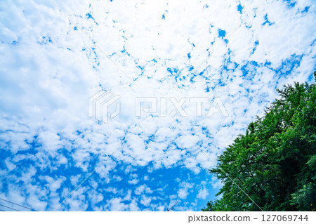 藍天,白雲和樹林 藍天,白雲和樹林 127069744