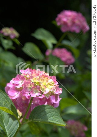 繡球花盛開在雨季的清除 繡球花盛開在雨季的清除 127070145