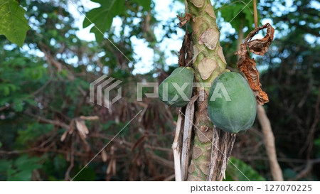 野生木瓜 野生木瓜 127070225