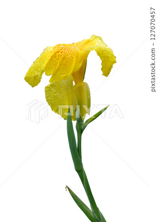 Yellow canna lily or Edible canna flower 127070457