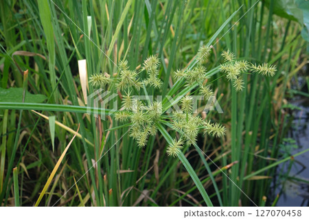 Cyperus strigosus flower Cyperus strigosus flower 127070458