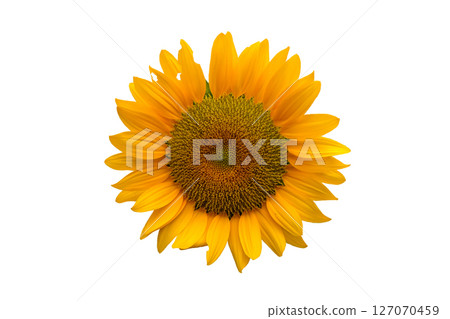 Ripe sunflower with yellow petals and dark middl 127070459