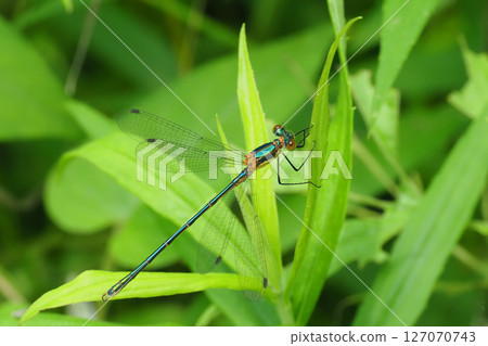 Aoi dragonfly (male, immature) 127070743