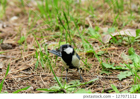 A parent great tit holding an insect A parent great tit holding an insect 127071112