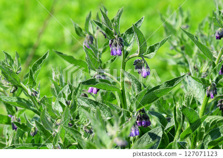 Comfrey blooming in the early summer fields Comfrey blooming in the early summer fields 127071123
