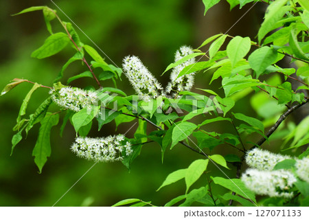 White flowers of Uwamizuzakura 127071133